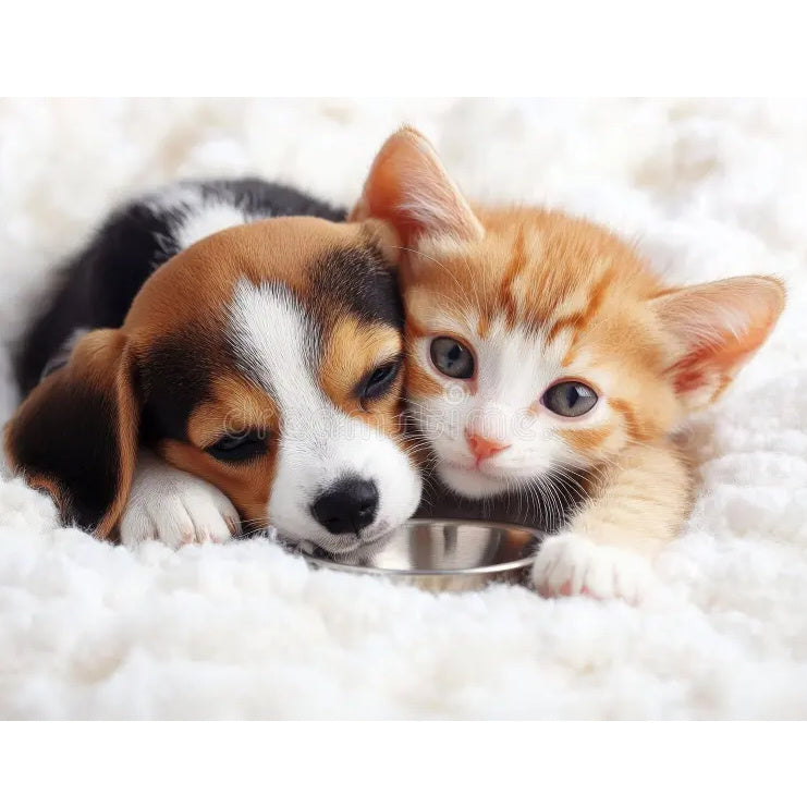 Pet Accessories