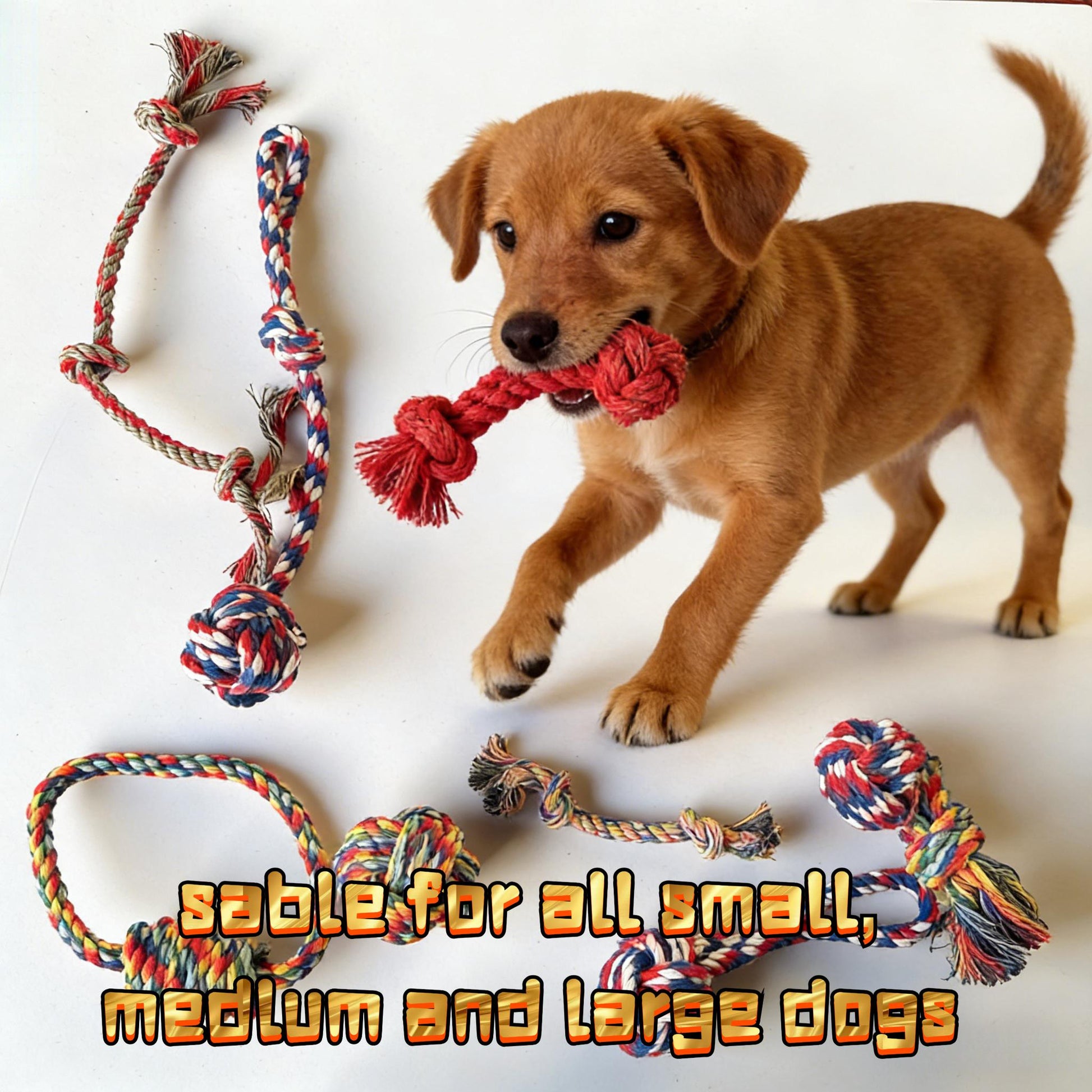 Dog chewing on durable rope and rubber toy